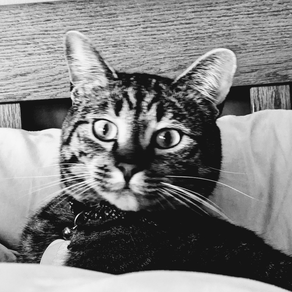 Jinx says "Shop my mom's closet!"